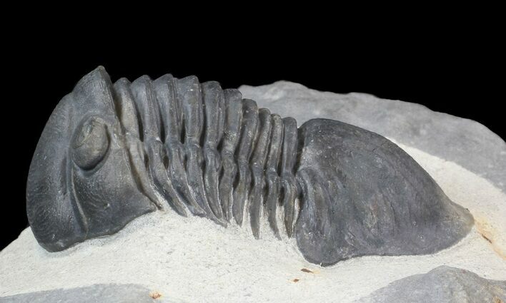 Paralejurus Trilobite Ofaten, Morocco #43125